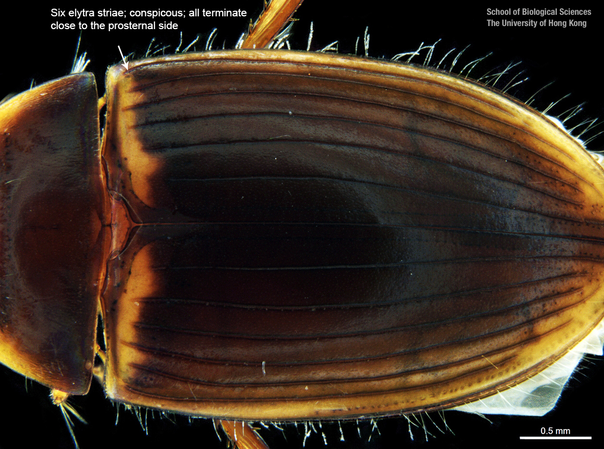 Left hind tarsi (ventral view)
